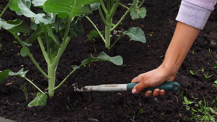 손 계절 여자 잎 농업 채소 자연 야외 초록색 여름 농장 정원 농사 흙 장비 공구 시골 업무 작업 농부 모종삽 삽 유기농 원예 갈퀴 땅바닥 원예사 4K MOV 해외동영상 클립영상 식물 직업 웰빙 산업 컬러 바닥 사람 취미 신체부위 도구 생태계 동영상 파일형식