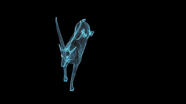 동물 공원 야생동물 포즈 백그라운드 포유류 모션 자연 사슴 뿔 사람없음 야외 달리기 점프 흰색 우아함 사파리 속도 생물학 영양 애니메이션 가젤 고립 동물상 전국 와이어프레임 효과 MOV 해외동영상 클립영상 공공시설 교육 컬러 컨셉 조형물 생태계 동영상 파일형식