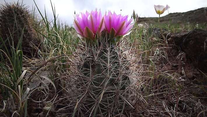식물 꽃 분홍색 백그라운드 꽃무늬 자연 선인장 사람없음 장식 빨간색 여름 미국 벚꽃 내추럴 4K MP4 해외동영상 클립영상 계절 컬러 북아메리카 무늬 생태계 동영상 파일형식