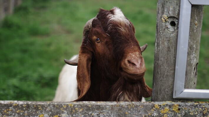 동물 외관 야생동물 농업 포유류 자연 염소 영국 잉글랜드 뿔 동물원 사람없음 야외 목재 울타리 농장 갈색 환경 흰색 시골 양 먹이 먼지 철사 진흙 반추동물 목가 4K MOV 해외동영상 클립영상 나무 유럽 산업 컬러 재료 담장 생태계 동영상 파일형식