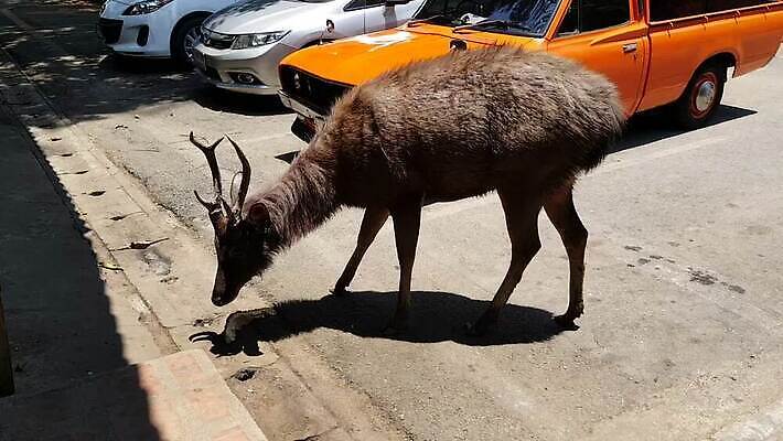 동물 여자 남자 야생동물 백그라운드 밭 포유류 자연 사람없음 초록색 갈색 껍질 흰색 아기 잠 그룹 먹기 아기사슴 암사슴 MOV 해외동영상 클립영상 새끼 컬러 농업 모션 사슴 사람 암컷 생태계 동영상 파일형식