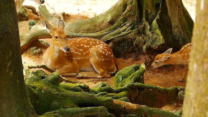 동물 공원 여자 남자 아시아 야생동물 백그라운드 밭 포유류 자연 초식동물 털 뿔 사람없음 야외 태양 머리 침묵 봄 흰색 아기 점 황무지 숲 사파리 뿌리 내추럴 동물상 아기사슴 암사슴 전국 MOV 해외동영상 클립영상 자연요소 계절 공공시설 나라 새끼 컬러 농업 사슴 사람 신체부위 조형물 소리 암컷 생태계 동영상 파일형식