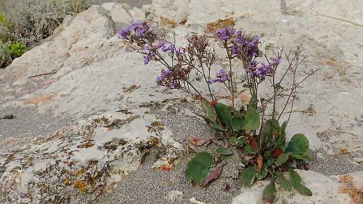 식물 바다 섬 자연 해변 사람없음 야외 물 환경 습기 젖음 조약돌 수집 소금 용암 사하라 내추럴 짠맛 현무암 4K MP4 해외동영상 클립영상 자연요소 아프리카 사막 돌_바위 맛 생태계 동영상 화산암 파일형식