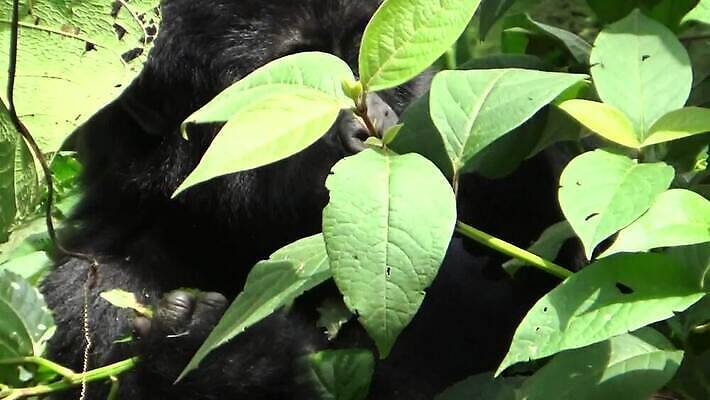 동물 공원 남자 얼굴 야생동물 포유류 가족 아프리카 자연 산 털 동물원 종류 앉기 사람없음 초록색 검은색 힘 원숭이 아기 그룹 황무지 숲 큼 열대우림 사파리 멸종 유인원 고릴라 르완다 우간다 전국 콩고 힘찬 MOV 해외동영상 클립영상 공공시설 나라 컬러 컨셉 관계 모션 사람 신체부위 크기 생태계 동영상 파일형식