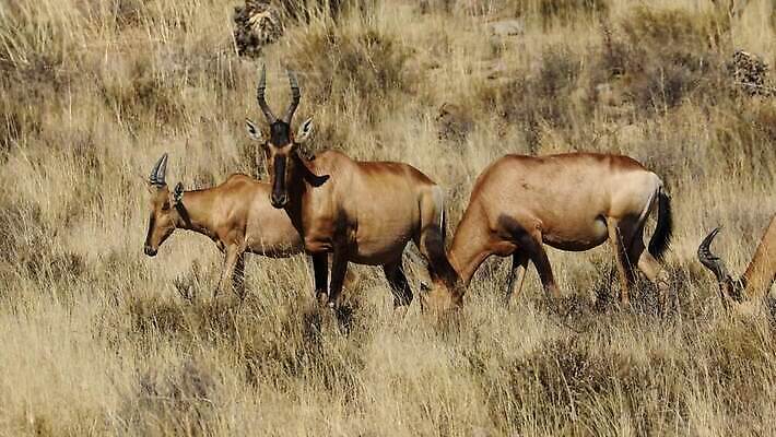 동물 야생동물 포유류 아프리카 자연 초식동물 풍경 초원 사람없음 야외 환경 황무지 보호 방목 사파리 클립 영양 서식지 동영상 남쪽 내추럴 남아프리카 동물상 생태학 찰과상 HD MOV 해외동영상 클립영상 교육 나라 컨셉 조형물 축산업 상처 방향 생태계 파일형식
