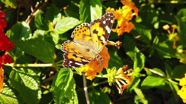 식물 꽃 나비 곤충 잎 날개 모션 자연 사람없음 빨간색 초록색 컬러풀 환경 모임 벚꽃 그리기 닫기 큼 수집 흔들림 보케 꽃가루 꿀 느림 블러효과 세이지 수유 코스모폴리탄 MP4 해외동영상 클립영상 동물 컬러 칵테일 크기 가루 생태계 동영상 블러 파일형식 효과