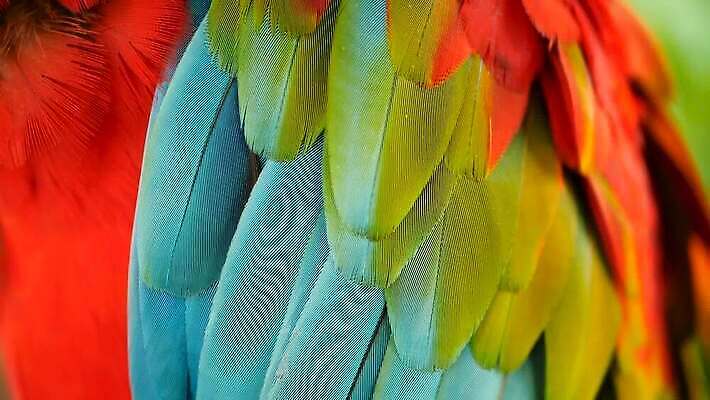 동물 야생동물 컬러 백그라운드 날개 자연 조류 열대 동물원 사람없음 빨간색 초록색 파란색 반려동물 컬러풀 노란색 머리 미국 활발 흰색 황금 숲 열대우림 깃털 묘사 질감 부리 앵무새 진홍색 남쪽 내추럴 강렬 동물상 마카오 아마존 이국적 MOV 해외동영상 클립영상 컨셉 북아메리카 신체부위 조형물 방향 생태계 동영상 파일형식