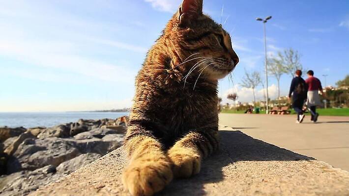 동물 응시 얼굴 벽 포유류 발 휴식 수염 건강 사람없음 야외 반려동물 고양이 봄 닫기 개 달콤 왕 호기심 사냥꾼 얼룩무늬 내추럴 거짓말 관심 심각 집게발 순혈 MOV 해외동영상 클립영상 직업 시선 계절 감정 컨셉 무늬 모션 신체부위 맛 동영상 파일형식