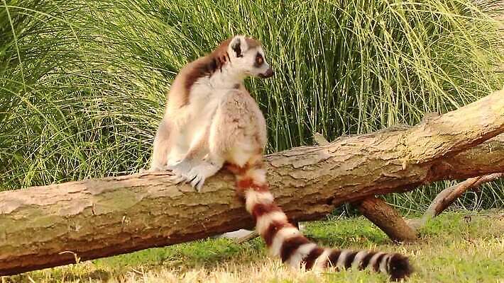 동물 모델 야생동물 포즈 포유류 자연 사람없음 야외 초록색 점프 숲 꼬리 마다가스카르 총구 MP4 해외동영상 클립영상 컬러 모션 생태계 동영상 파일형식