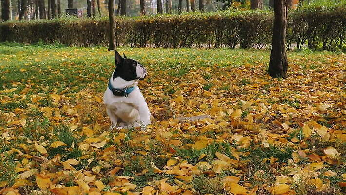 응시 오렌지 모션 자연 앉기 풍경 사람없음 야외 노란색 맑음 가을 개 강아지 집중 느림 MOV 해외동영상 슬로모션 클립영상 시선 계절 컬러 컨셉 과일 포유류 날씨 촬영기법 반려동물 생태계 동영상 파일형식