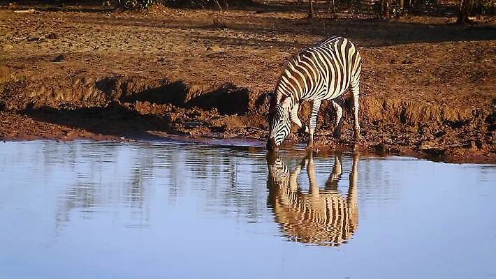 동물 야생동물 포유류 아프리카 자연 국립공원 사람없음 물 반사 마시기 연못 황무지 보호 사파리 얼룩말 남아프리카 보츠와나 보호구역 크루거 MOV 해외동영상 클립영상 자연요소 공원 나라 컨셉 모션 말_동물 생태계 동영상 남아프리카공화국 구역 파일형식