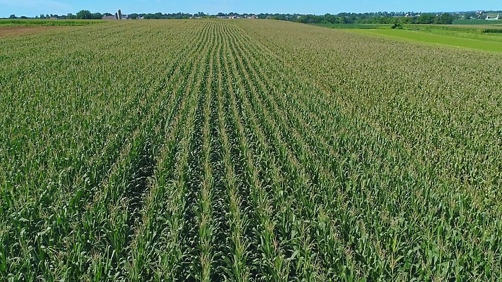 식물 구름 계절 산업 문화 백그라운드 잎 밭 농업 채소 자연 하늘 옥수수 풍경 초원 사람없음 야외 초록색 여름 파란색 농작물 농장 농경지 환경 맑음 봄 수확 성장 시골 신선 낟알 땅 유기농 장면 내추럴 드론 밭일 줄서기 수평선 세련 4K MOV 해외동영상 클립영상 자연요소 웰빙 컬러 모션 날씨 곡류 생태계 동영상 파일형식