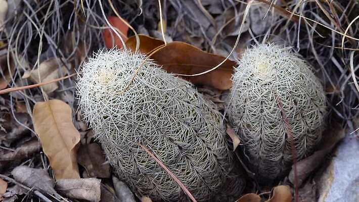 나무 식물 꽃 여행 백그라운드 자연 날씨 선인장 건조 풍경 사람없음 초록색 물 여름 사막 뜨거움 가시 척추 날카로움 애리조나 내추럴 뉴멕시코 다육식물 4K MP4 해외동영상 클립영상 자연요소 계절 컬러 뼈 미국 생태계 동영상 파일형식