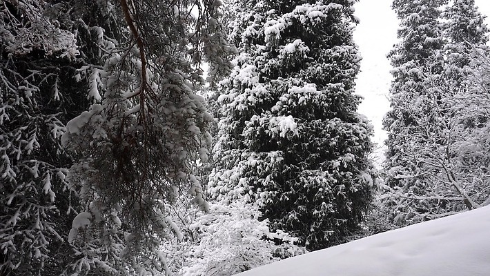 나무 계절 공원 여행 백그라운드 크리스마스 겨울 자연 동화 날씨 휴가 새해 산 사람 사람없음 야외 목재 냉동 얼음 폭포 추위 안개 흰색 소나무 숲 서리 전나무 눈보라 내추럴 카자흐스탄 폭설 눈내림 가문비나무 4K 알마티 MP4 해외동영상 클립영상 자연요소 식물 공공시설 기념일 아시아 컬러 재료 눈_날씨 자연재해 생태계 동영상 파일형식