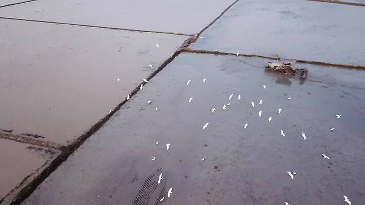 야생동물 날개 자연 조류 하늘 사람없음 평화 화목 침묵 자유 경계선 관찰 습지 심볼 깃털 항공 속도 4K MOV 해외동영상 클립영상 동물 선 컨셉 모션 소리 경계 생태계 동영상 파일형식