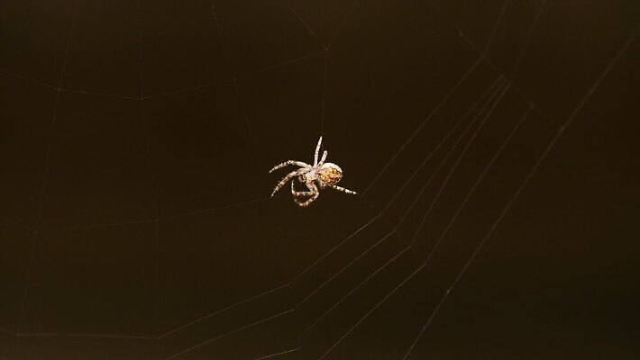 동물 컬러 곤충 백그라운드 패턴 자연 사람없음 야외 초록색 빛 정원 검은색 웹 새벽 그물 벌레 거미줄 거미 올가미 내추럴 변소 짜기 MOV 해외동영상 클립영상 자연요소 무늬 인터넷 모션 생태계 동영상 파일형식