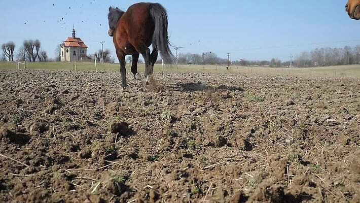 동물 감정 모션 사람없음 야외 달리기 교회 힘 산책 업무 배고픔 묘사 언덕 꼬리 날카로움 먼지 점토 충격 갈기 조랑말 잡종 재촉 방목장 지진 집시 수평선 MOV 해외동영상 클립영상 컨셉 종교건축 휴식 건물 말_동물 작업 자연재해 동영상 파일형식
