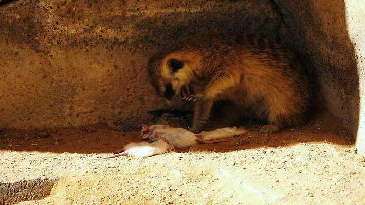 동물 공원 야생동물 모래 백그라운드 포유류 아프리카 자연 털 동물원 종류 육류 경비 사람없음 갈색 저녁식사 사막 흰색 죽음 황무지 쥐 작음 그늘 먹기 육식동물 남쪽 살인 송곳니 동물상 미어캣 4K MOV 해외동영상 클립영상 공공시설 나라 컬러 식재료 모션 안전 조형물 식사 범죄 치아 보호 설치류 크기 방향 생태계 동영상 파일형식
