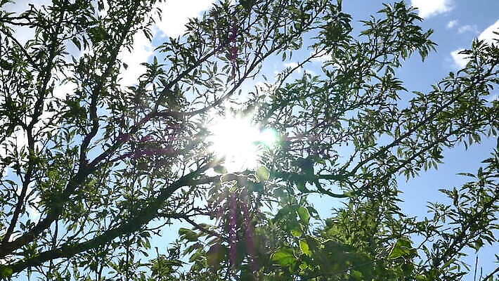 나무 식물 응시 계절 공원 백그라운드 잎 자연 하늘 사람없음 야외 목재 초록색 빛 햇빛 태양 정원 맑음 봄 광선 나뭇가지 숲 내추럴 삼나무 웅장함 MOV 해외동영상 슬로모션 클립영상 자연요소 시선 공공시설 컬러 재료 날씨 촬영기법 생태계 동영상 파일형식