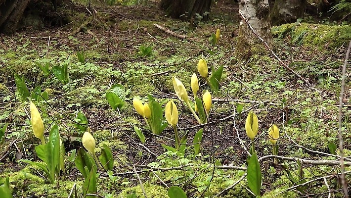 식물 꽃 컬러 자연 잉글랜드 사람없음 초록색 물 노란색 봄 젖음 습지 양배추 냄새 변소 서쪽 워싱턴 4K MP4 해외동영상 클립영상 자연요소 계절 채소 영국 미국 방향 생태계 동영상 파일형식