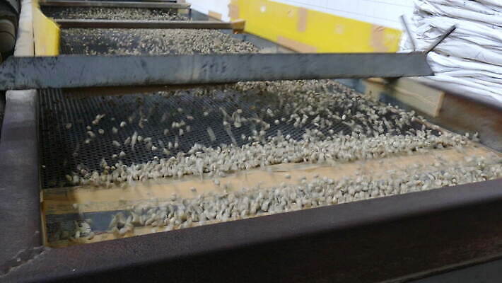 산업 커피 농업 재료 공장 태국 콩 건조 씨앗 사람없음 농작물 갈색 기계 유기농 날것 방법 아라비카 양피지 4K MOV 해외동영상 클립영상 식물 웰빙 아시아 음료 컬러 공업 곡류 동영상 파일형식