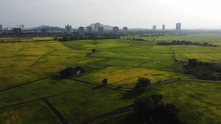 식물 아시아 여행 잎 패턴 농업 파노라마 동양인 풍경 사람없음 야외 초록색 농작물 농장 농경지 평화 마을 환경 수확 시골 땅 내추럴 논밭 4K MOV 해외동영상 클립영상 나라 산업 컬러 컨셉 무늬 밭 논 촬영기법 인종 동영상 파일형식