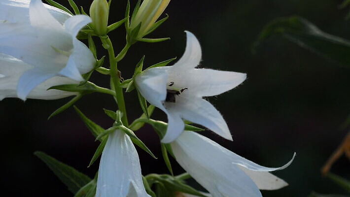 식물 동물 꽃잎 꽃 화초 줄기 컬러 꽃다발 백그라운드 자연 사람없음 초록색 빛 뷰티 노란색 새싹 검은색 활발 벚꽃 종 흰색 개화 내추럴 캄파눌라 호박벌 MOV 해외동영상 클립영상 컨셉 벌_곤충 생태계 동영상 파일형식
