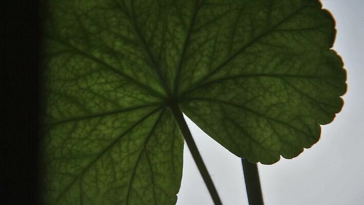 식물 꽃 분홍색 컬러 꽃다발 백그라운드 잎 꽃무늬 자연 사람없음 야외 장식 빨간색 초록색 컬러풀 뷰티 환경 정원 보라색 봄 성장 벚꽃 흰색 신선 개화 닫기 숲 데이지 내추럴 돌봄 원예사 제라늄 MOV 해외동영상 클립영상 직업 계절 무늬 모션 생태계 동영상 파일형식