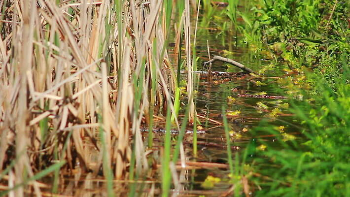 식물 동물 계절 호수 야생동물 노래 파충류 자연 개구리 양서류 사람없음 초록색 물 강 반사 환경 정원 연못 개울 습지 생물학 젤리 물갈퀴 짝짓기 동물상 변소 이국적 끈적임 MOV 해외동영상 클립영상 자연요소 교육 음악 컬러 디저트 조형물 생태계 동영상 파일형식