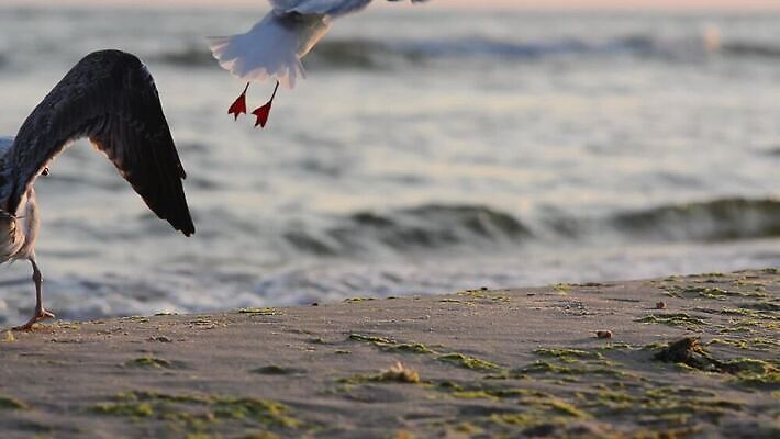 야생동물 모래 파도 바다 여행 이동 날개 자연 갈매기 조류 하늘 바람 설계 사람없음 야외 물 여름 환경 맑음 일몰 거품 자유 그룹 저녁 먹기 깃털 튜브 돌고래인형 MOV 해외동영상 클립영상 자연요소 동물 계절 인형 컨셉 모션 날씨 노을 야간 생태계 동영상 파일형식