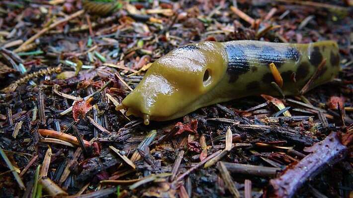 동물 공원 야생동물 올림픽 자연 사람없음 갈색 노란색 미국 숲 큼 열대우림 태평양 기어가기 민달팽이 워싱턴 전국 끈적임 4K MP4 해외동영상 클립영상 공공시설 스포츠 바다 컬러 북아메리카 모션 크기 생태계 동영상 파일형식 달팽이_동물