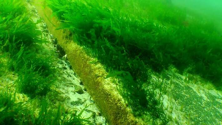 식물 동물 야생동물 바다 자연 무척추동물 풍경 사람없음 물 환경 바닷속 수중 해조류 생태계 생물학 동물상 생태학 소금물 우크라이나 4K 수중영상 저서생물 MP4 해외동영상 클립영상 자연요소 교육 유럽 생물 조형물 해양식물 동영상 파일형식