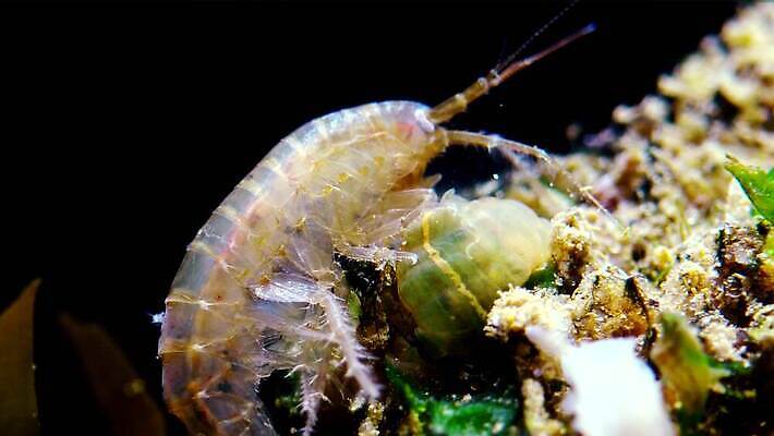 야생동물 바다 절지류 새우 생물 무척추동물 갑각류 사람없음 환경 바닷속 수중 게 가재 지중해 생태계 생물학 젤리 튜브 암 해파리 해마 돌고래인형 발톱 생태학 소금물 이국적 침범 4K 수중영상 MP4 해외동영상 클립영상 동물 교육 인형 발 디저트 바다동물 자포동물 질병 동영상 파일형식