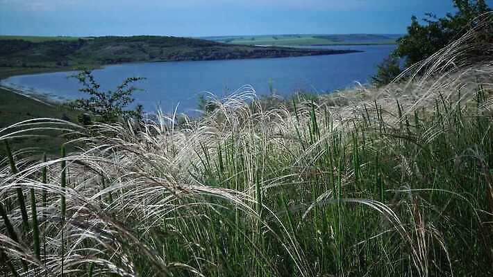 식물 꽃 물결 밭 자연 바람 건조 씨앗 사람없음 초록색 펼침 속도 솜털 스텝 4K MP4 해외동영상 클립영상 자연요소 컬러 농업 모션 날씨 생태계 동영상 파일형식
