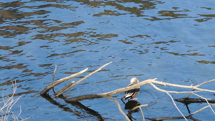 동물 1 공원 아시아 호수 야생동물 자연 조류 아침 오리 한국 서기 사람없음 야외 초록색 물 강 햇빛 갈색 맑음 연못 닫기 깃털 일반 내추럴 4K MOV 해외동영상 클립영상 주간 자연요소 공공시설 나라 컬러 모션 날씨 태양 생태계 동영상 파일형식