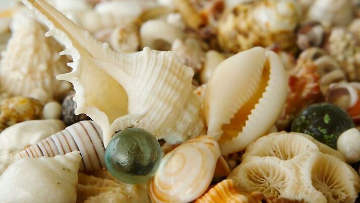 동물 디자인 모래 바다 분홍색 컬러 여행 백그라운드 패턴 자연 휴가 조개 불가사리 연체동물 갑각류 해변 사람없음 장식 여름 컬러풀 갈색 놀람 껍질 흰색 변화 수집 해산물 휴양지 질감 달팽이 수족관 내추럴 멀티 앵무조개 이국적 비어있는 MOV 해외동영상 클립영상 계절 감정 컨셉 무늬 어패류 극피동물 무척추동물 표정 장소 생태계 동영상 파일형식