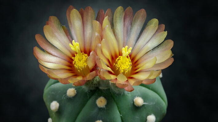 식물 계절 꽃잎 꽃 컬러 꽃다발 꽃무늬 모션 자연 선인장 사람없음 장식 가로 컬러풀 뷰티 봄 펼침 낭만 성장 신선 오픈 개화 변화 속도 동영상 생존 4K 타임랩스 MOV 해외동영상 클립영상 컨셉 무늬 촬영기법 생태계 파일형식