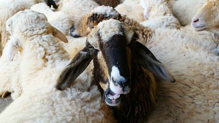 동물 응시 얼굴 백그라운드 밭 농업 포유류 자연 털 풍경 초원 사람없음 야외 초록색 여름 농장 농경지 머리 환경 맑음 목장 흰색 시골 양 그룹 군중 양고기 양모 기르기 방목장 밭일 양털 MOV 해외동영상 클립영상 시선 계절 산업 컬러 날씨 육류 사람 신체부위 직물 생태계 동영상 돌봄 파일형식