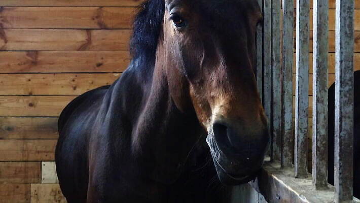 동물 스포츠 백그라운드 농업 창문 실내 사람없음 건물 목재 농장 갈색 머리 문 가축 목장 시골 만 바 승마 담요 대문 먼지 장면 헛간 패드 외양간 방목장 줄서기 판잣집 4K MOV 해외동영상 클립영상 나무 건축물 산업 컬러 재료 모션 주택 내부 신체부위 저장고 동영상 파일형식