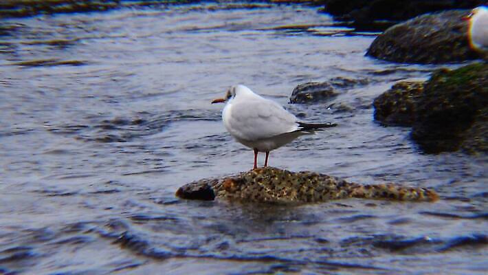 동물 호수 야생동물 바다 백그라운드 겨울 날개 자연 갈매기 조류 오리 사람없음 초록색 물 농장 머리 흰색 연못 깃털 부리 물새 청둥오리 고립 달리기선수 청어 4K MP4 해외동영상 클립영상 자연요소 계절 컬러 농업 어류 신체부위 생태계 육상선수 동영상 파일형식
