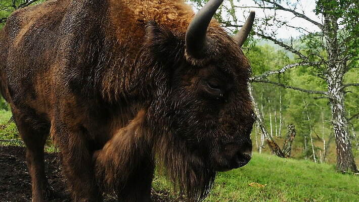 동물 1 응시 야생동물 포유류 자연 털 뿔 숙이기 초원 성인 사람없음 초록색 여름 갈색 계곡 신선 소 떨어짐 숲 큼 방목 들소 먹기 바둑 내추럴 송아지 전국 찰과상 MOV 해외동영상 클립영상 시선 계절 새끼 컬러 포즈 컨셉 모션 놀이 사람 축산업 상처 크기 생태계 동영상 파일형식