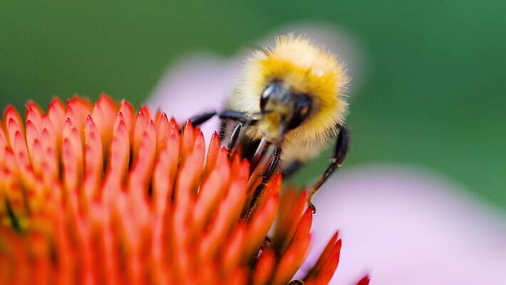 식물 동물 꽃잎 꽃 분홍색 곤충 백그라운드 날개 자연 사람없음 야외 초록색 여름 정원 보라색 줄무늬 벚꽃 수분 벌 꽃가루 원뿔 호박벌 4K MOV 해외동영상 클립영상 도형 계절 컬러 무늬 벌_곤충 가루 생태계 동영상 파일형식