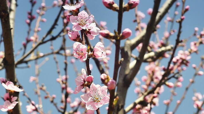 나무 식물 계절 꽃잎 꽃 분홍색 컬러 백그라운드 잎 꽃무늬 자연 하늘 사람없음 야외 초록색 여름 정원 일본 봄 성장 벚꽃 흰색 나뭇가지 신선 개화 체리 벌 묘사 내추럴 MOV 해외동영상 슬로모션 클립영상 아시아 곤충 무늬 과일 촬영기법 생태계 동영상 파일형식