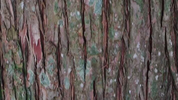 나무 식물 디자인 공원 선 백그라운드 패턴 자연 벽지 표면 날씨 추상 건조 사람없음 야외 목재 장식 갈색 환경 줄무늬 소나무 거친 보호 숲 낟알 피부 묘사 유기농 질감 나무껍질 섬유 잡동사니 내추럴 그런지 삼나무 수목 엘리먼트 노화 벡터 MP4 해외동영상 클립영상 웰빙 공공시설 컬러 컨셉 무늬 재료 신체부위 껍질 직물 생태계 동영상 파일형식