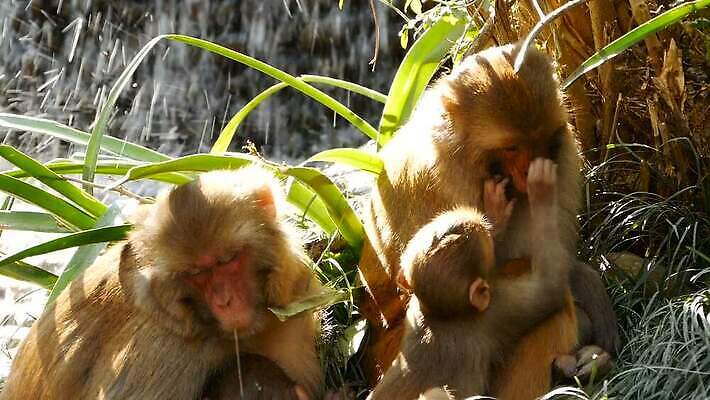 동물 공원 아시아 야생동물 여행 포유류 가족 자연 휴식 털 함께함 동물원 앉기 사람없음 야외 햇빛 자유 원숭이 아기 그룹 숲 작음 모피 부드러움 암초 유인원 원시시대 내추럴 돌봄 많음 MOV 해외동영상 클립영상 공공시설 나라 컨셉 관계 모션 사람 태양 감각 역사 크기 생태계 동영상 파일형식