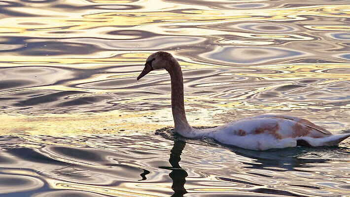 호수 야생동물 가족 자연 조류 사랑 사람없음 야외 물 파란색 강 반사 평화 귀여움 일출 수영 침묵 낭만 안개 흰색 연못 우아함 닫기 순수 깃털 부리 백조 목 튜브 내추럴 단아함 돌고래인형 4K MOV 해외동영상 클립영상 자연요소 동물 감정 인형 컬러 컨셉 관계 모션 날씨 신체부위 노을 소리 수상스포츠 생태계 동영상 파일형식