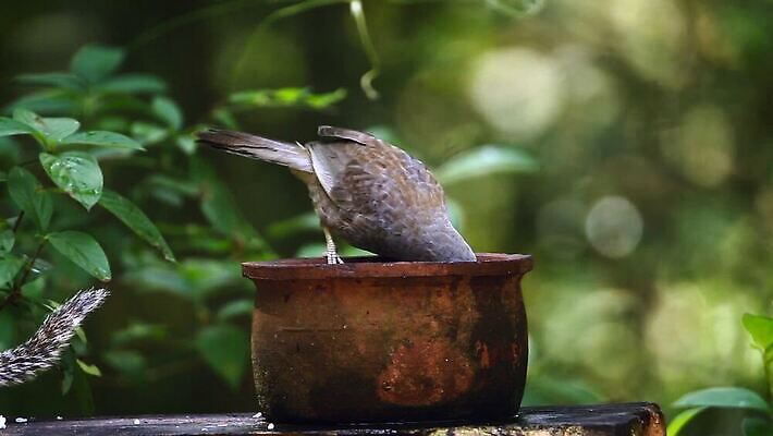 동물 아시아 야생동물 자연 조류 수영장 사람없음 황무지 보호 몸단장 보호구역 스리랑카 MOV 해외동영상 클립영상 나라 컨셉 생태계 동영상 구역 파일형식