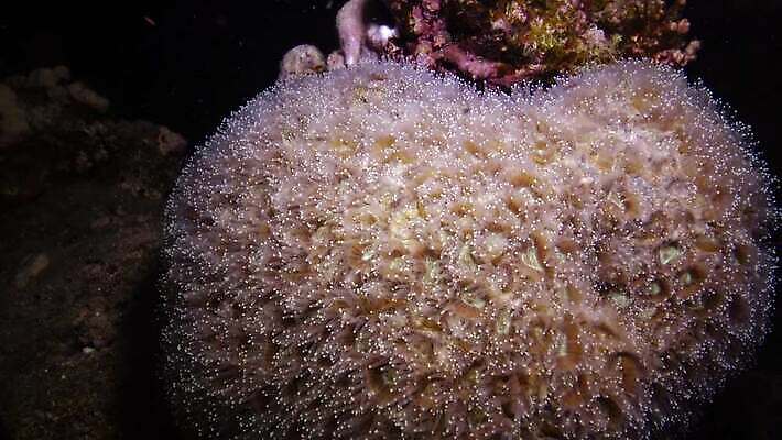 동물 야생동물 바다 백그라운드 자연 바닥 이집트 어류 사람없음 빨간색 물 컬러풀 바닷속 수중 수영 산호 산호초 잠수부 뇌 암초 홍해 해파리 깊이 동물상 소금물 이국적 4K MP4 해외동영상 클립영상 자연요소 컬러 아프리카 조형물 수중동물 수상스포츠 수중식물 자포동물 전문직 생태계 동영상 파일형식