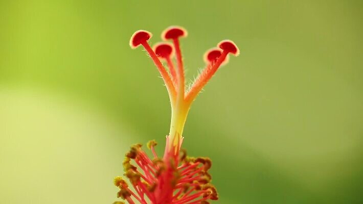 식물 꽃 화초 줄기 컬러 자연 사람없음 장식 컬러풀 노란색 정원 활발 성장 흰색 오르간 닫기 전기에너지 소프트포커스 클립 보케 꽃가루 꽃수술 필라멘트 스타일 MOV 해외동영상 클립영상 컨셉 모션 촬영기법 에너지 건반악기 가루 생태계 동영상 파일형식