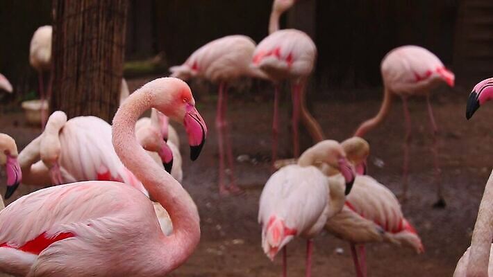 동물 호수 야생동물 분홍색 컬러 여행 백그라운드 자연 조류 휴가 사람없음 야외 빨간색 물 파란색 강 컬러풀 여행객 그룹 황무지 남아메리카 플라밍고 고도 깃털 부리 목 칠레 석호 내추럴 동물상 볼리비아 식민지 이국적 MOV 해외동영상 클립영상 자연요소 아메리카 사람 신체부위 조형물 생태계 동영상 파일형식